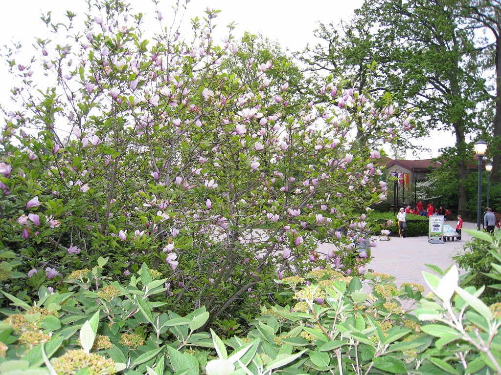 Dart Frog Dash 08 0131.jpg - The trees and bushs in full springtime bloom.